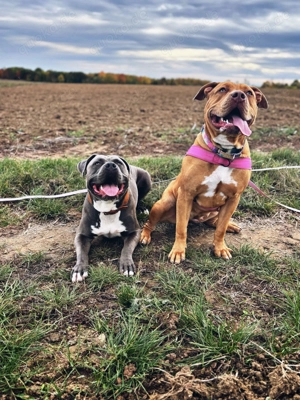 American Bully XL Welpen 