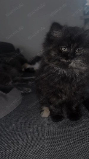 Kätzchen suchen noch ein Zuhause 