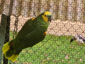 Blaustirnamazonen abzugeben 