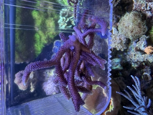 Seriatopora Korallen Meerwasser Aquarium SPS