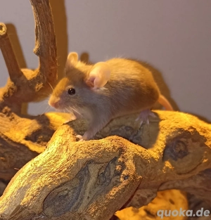 Farbmaus Weibchen abzugeben!