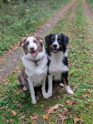 Zucker Süße Australien Shepherd Welpen
