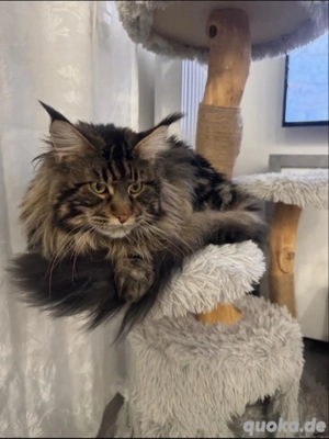 Maine Coon Deckkater Reinrassig (kein Verkauf)
