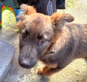 Hope, 4 Monate, wird ca. 60-65 cm