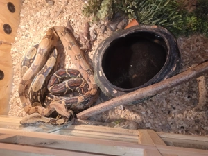 Boaconstrictor abzugeben 