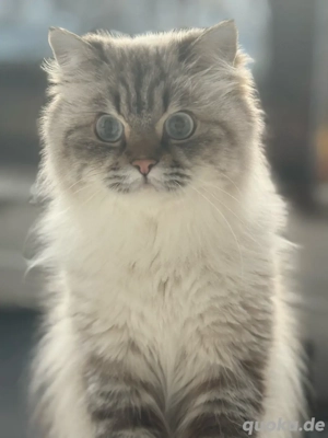 Liebevolle BLH Katze sucht ein neues Zuhause   