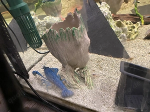 Schöne blaue cherax