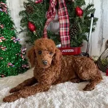 Zita   Dein roter Pudel-Funke für ein zauberhaftes Weihnachtsfest!     