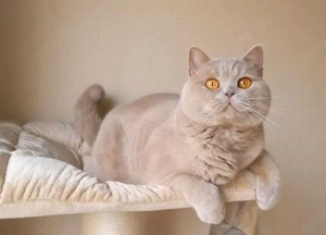 Britisch Kurzhaar Deckkater mit STB