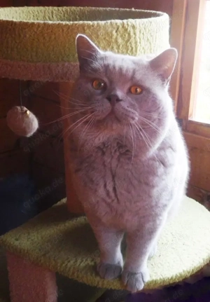 Deckkater BKH mit STB