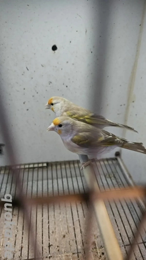 Stieglitz major Mischlinge 