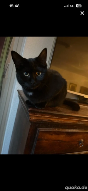 Hauskater sucht sein für immer zuhause