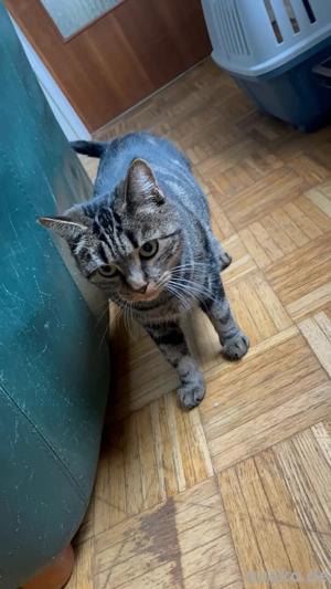 Hauskatze "Bella" sucht ihr für immer zuhause 