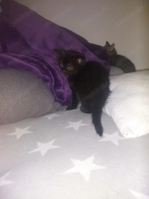 Süße Katze abzugeben 8 wochen alt