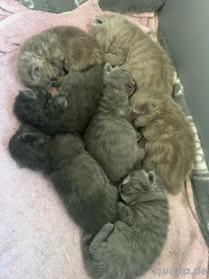 Wunderschöne BKH Kitten 
