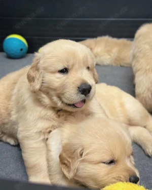 Golden-Retriever-Welpen abzugeben