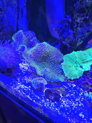 Grüne Pilzlederkoralle Meerwasser