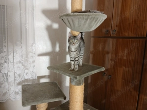 Europäischkurtzhar Katze 