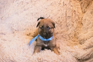 Welpe *SNICKERS* Ich bin welpentypisch lieb, aktiv und neugierig