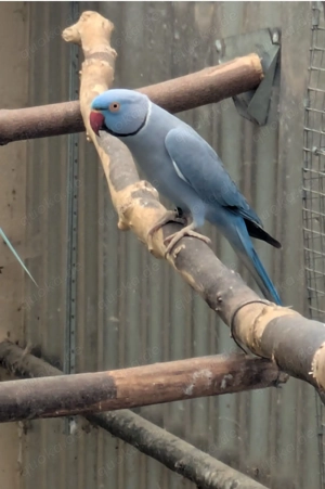 1 Zuchtpaar Halsbandsittiche