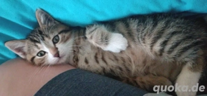 Britisch kurzhaar getigert 