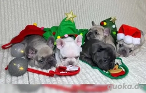 Französische Bulldogge 