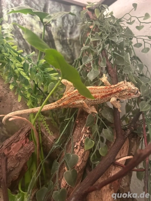Höckerkopfgecko (Rhacodactylus auriculatus)