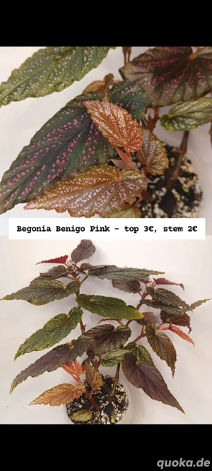 Begonia Benigo Pink Steckling Ableger Zimmerpflanze Begonie 