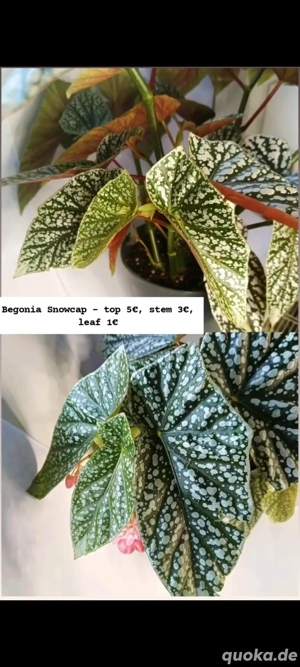 Begonia Snowcap Steckling Ableger Zimmerpflanze Begonie