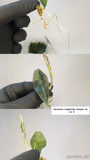 Alocasia Longiloba Purple Jungpflanze Steckling Ableger Zimmerpflanze Rhizom Baby