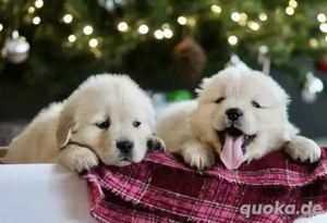 Wunderschöne Golden-Retriever-Welpen