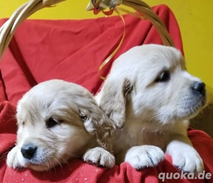 Wunderschöne Golden-Retriever-Welpen
