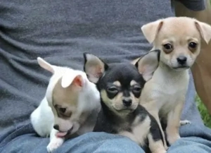 Chihuahua Welpen in KH und LH mit Ahnentafel