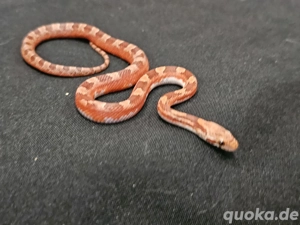  Bloodred pied sided, het Bloodred Ghost, Kornnatter NZ25 