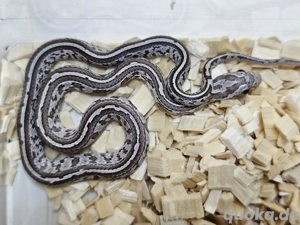 Anery Tessera Kornnatter NZ25 