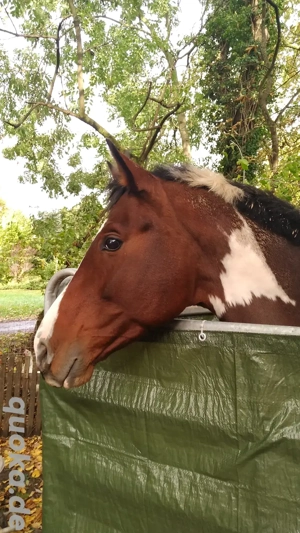 Deckhengst Grosspferd