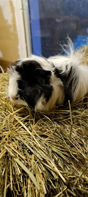 Peruaner Meerschweinchen Langhaar 