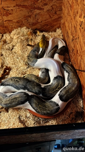 netzpython  tiger pied 