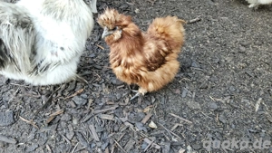 Seidenhühner Seidenhuhn Henne 