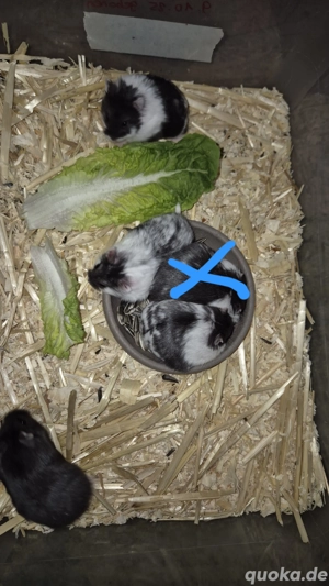 Weibchen Campbell Zwerghamster 