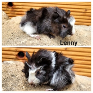 Meerschweinchen Babys abzugeben 