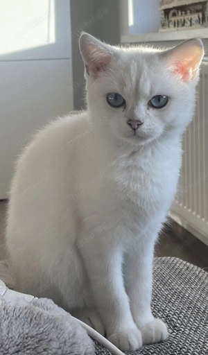 BKH Kitten Kater britisch Kurzhaar 