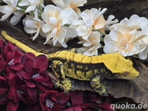 1.0 Kronengecko Männchen Proven Breeder