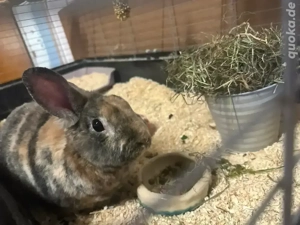 kaninchen abzugeben