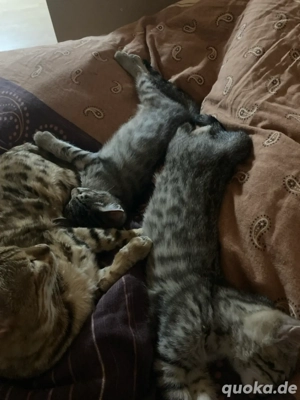 2 Bengal kätzchen