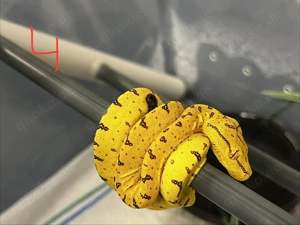 Baumpython 0.0.3 zu verkaufen