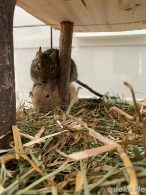 Degu weibchen 2
