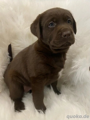 Zauberhafter schokofarbene Leopard Laprador Welpe weiblich sucht liebevolles Zuhause