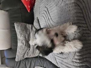 Süße Hundewelpen abzugeben- liebevoll aufgezogen.