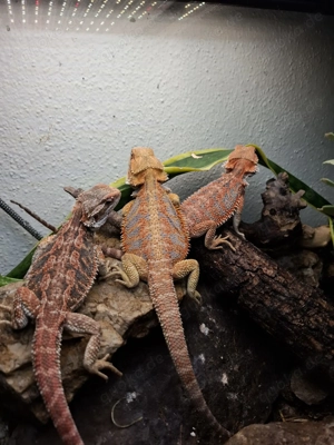  Exklusive Bartagamen   wahre Schmuckstücke fürs Terrarium 